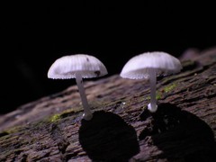 Mycena chlorophos