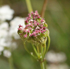Perideridia parishii