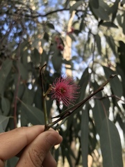 Eucalyptus sideroxylon
