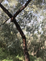 Eucalyptus sideroxylon