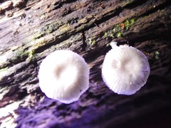 Mycena chlorophos
