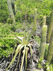 Tillandsia huamelulaensis