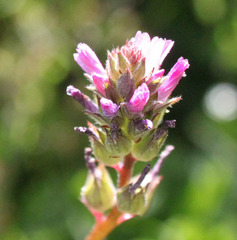 Sidalcea pedata