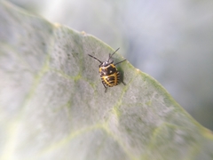 Eurydema