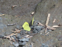 Eurema blanda arsakia