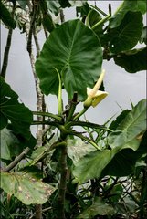 Montrichardia linifera
