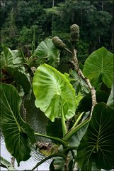 Montrichardia linifera