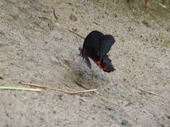Papilio thaiwanus