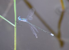 Lestes forficula