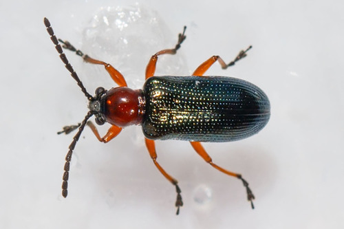 Cereal Leaf Beetle photo 4