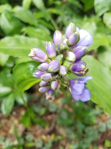 Dichorisandra amabilis (Dichorisandra amabilis)