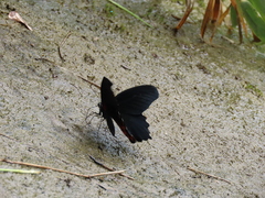 Papilio thaiwanus