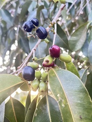 Syzygium cumini — photo 2