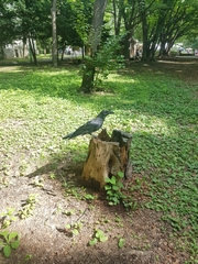 Corvus macrorhynchos