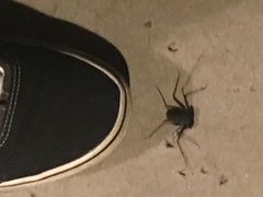 Paraphrynus carolynae