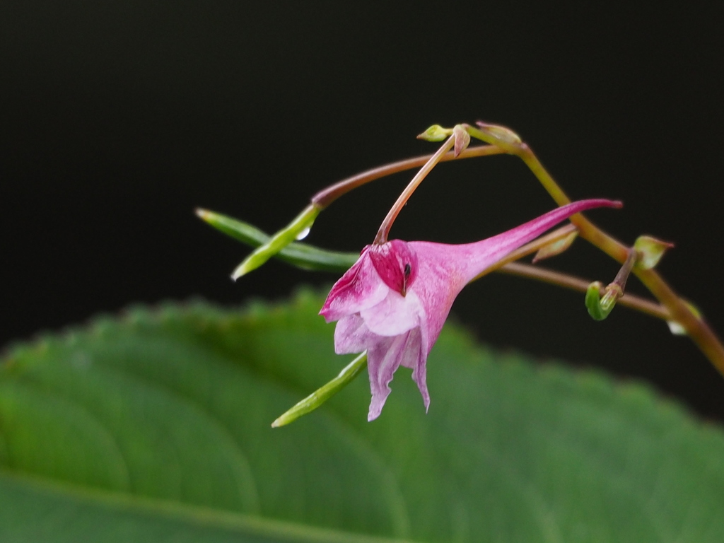 Impatiens devolii