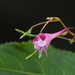 Impatiens devolii - Photo no rights reserved, uploaded by 葉子