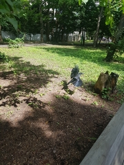 Corvus macrorhynchos