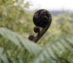 Cyathea medullaris