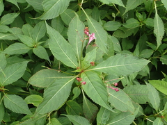 Impatiens devolii