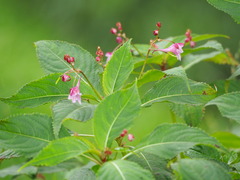 Impatiens devolii