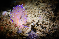 Unidentia aliciae