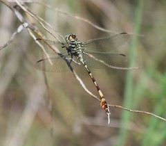Aphylla angustifolia