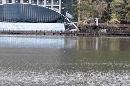 Little Grebe
