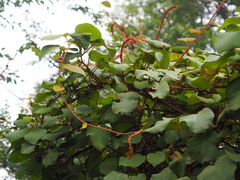 Actinidia setosa