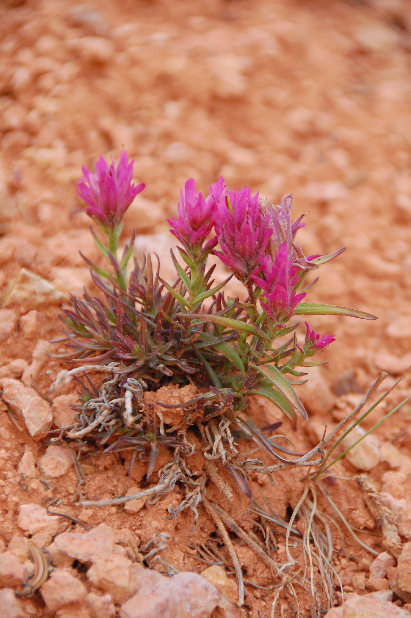 Castilleja revealii