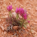 Bryce Canyon Indian Paintbrush - Photo (c) Matt Ogburn, some rights reserved (CC BY-NC), uploaded by Matt Ogburn