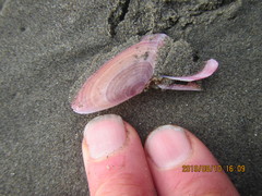 Gari lineolata