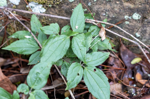 Clematis leschenaultiana iNat (1)