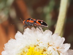 Melanerythrus mactans