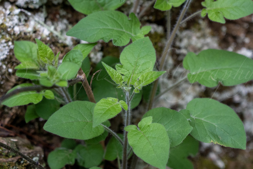 lyreleaf nightshade