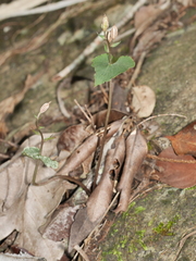Stigmatodactylus elegans
