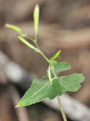 Stigmatodactylus elegans