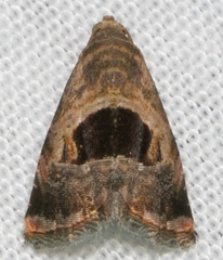 Tripudia rectangula