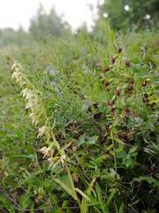 Epipactis helleborine