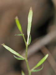 Stigmatodactylus elegans