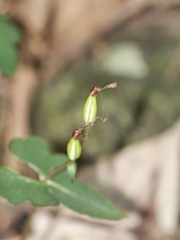 Stigmatodactylus elegans
