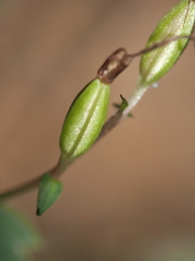 Stigmatodactylus elegans