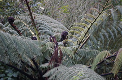 Cyathea medullaris