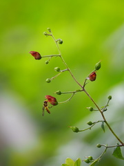 Scrophularia yoshimurae