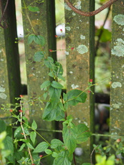 Scrophularia yoshimurae