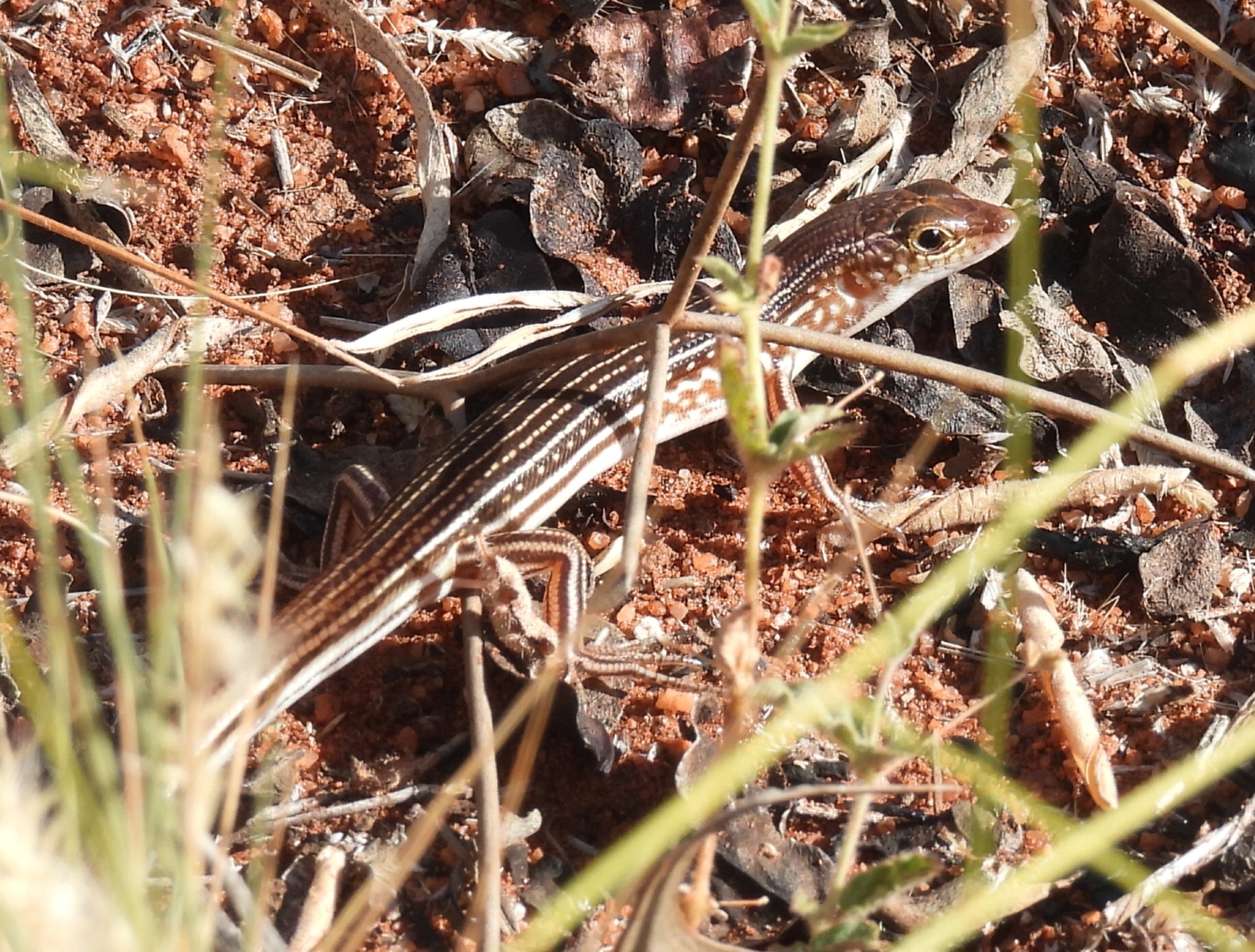Spotted-Necked Ctenotus photo 2