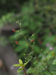 Scrophularia yoshimurae
