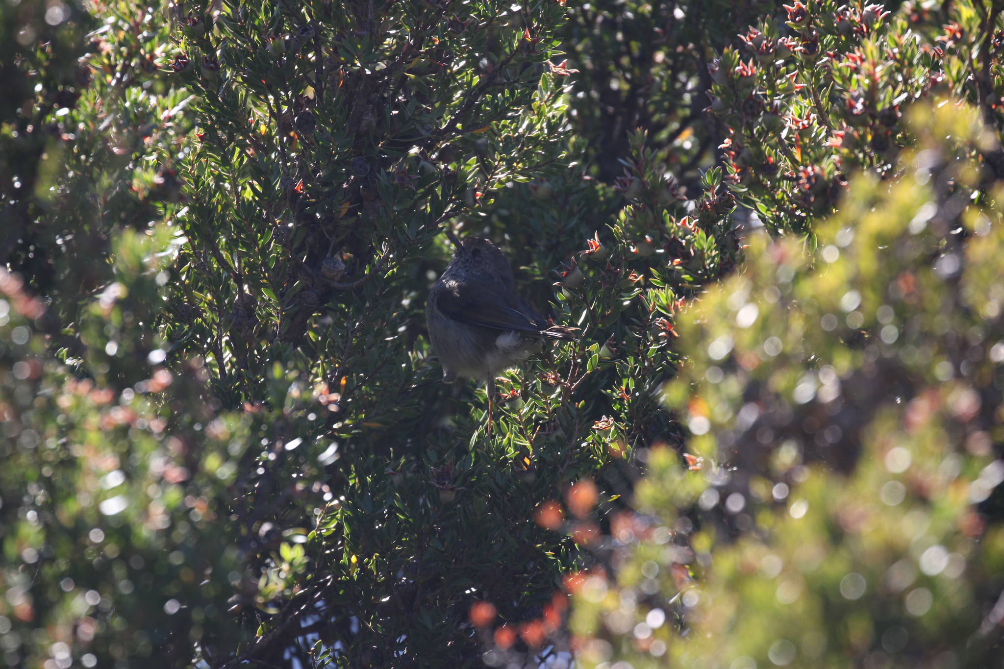 Tasmanian Thornbill (Acanthiza ewingii), photo 10