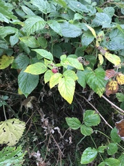 Rubus idaeus