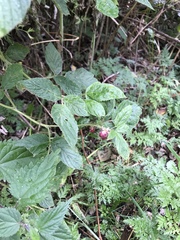 Rubus idaeus